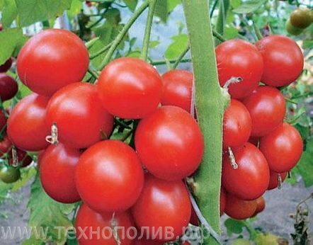 Томат Розмакс F1